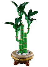 Load image into Gallery viewer, Lucky Bamboo