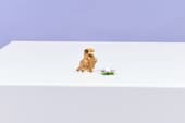 Load image into Gallery viewer, Cute Hamster w/ Flower 3-in-1