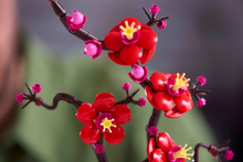 Load image into Gallery viewer, Plum Blossom - LEGO® Icons