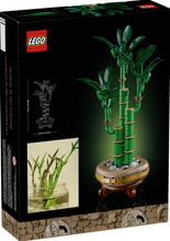 Load image into Gallery viewer, Lucky Bamboo