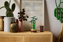Load image into Gallery viewer, Lucky Bamboo