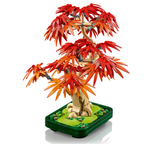 Load image into Gallery viewer, Japanese Red Maple Bonsai Tree
