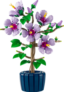 Hibiscus