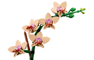 Mini Orchid