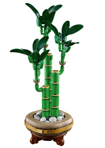 Lucky Bamboo