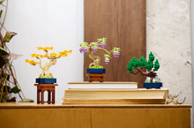Load image into Gallery viewer, Mini Bonsai Trees
