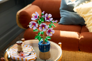 Hibiscus