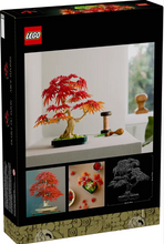 Load image into Gallery viewer, Japanese Red Maple Bonsai Tree
