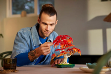 Load image into Gallery viewer, Japanese Red Maple Bonsai Tree
