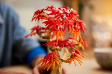 Load image into Gallery viewer, Japanese Red Maple Bonsai Tree

