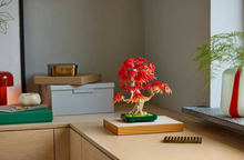 Load image into Gallery viewer, Japanese Red Maple Bonsai Tree
