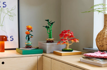 Load image into Gallery viewer, Japanese Red Maple Bonsai Tree
