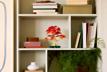 Load image into Gallery viewer, Japanese Red Maple Bonsai Tree
