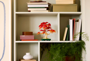Japanese Red Maple Bonsai Tree