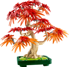 Load image into Gallery viewer, Japanese Red Maple Bonsai Tree
