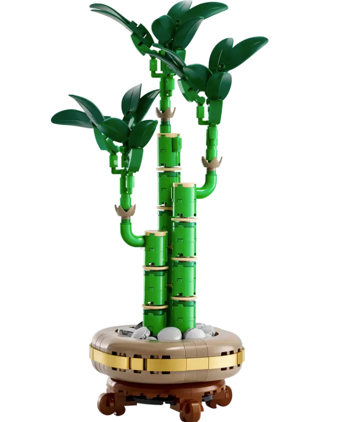 Lucky Bamboo